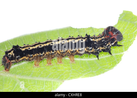 Schmetterling Raupe auf grünes Blatt Stockfoto