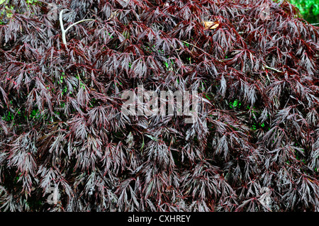 Acer Palmatum Dissectum Garnet lila Laub Sträucher orientalische Ahorne japanische Laub Blätter Baum Stockfoto