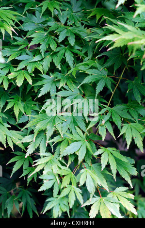 Acer Palmatum Sango Kaku japanische Runde fuhren Ahorn Laubbäume Ahorn gelb Laub Blätter Pflanze Porträts closeup Stockfoto