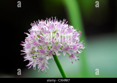 Allium Nutans blau Schnittlauch Juli Sommer Pflanze Porträts blass rosa Blüten Blütenblätter Kräuter Zwiebeln essbar kulinarische Closeup selektive Stockfoto