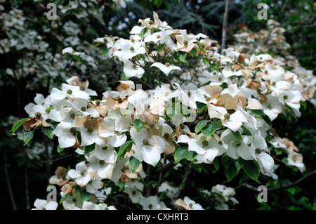 Cornus Kousa Milky Way Hartriegel Bäume Kousa Var Chinensis Agm Pflanzenportraits Sommer weiße Blumen Blüte Blüten Stockfoto