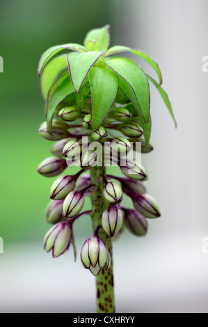 Eucomis bicolor Ananas Lilie Closeup Sahne dunkle rote blassen Pastell Lampen Blumen Blüten Laub Blätter Pflanze Porträts einer Einzel- Stockfoto