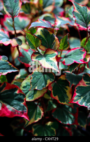 Houttuynia Cordata Chamäleon grün rosa gelb bunte Blatt Blätter Pflanze Porträt Blätter Laub zweifarbig Bi gefärbt Stockfoto