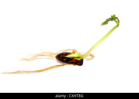Runner Bean Samen mit einer langen grünen Blatt schießen, isoliert auf weißem Hintergrund Stockfoto