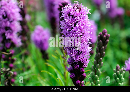 Liatris Spicata Kobold Taste Snakeroot leuchtend rosa Blumen Blüte Blüten Turmspitzen Stauden august Sommer Nahaufnahmen Nahaufnahmen Stockfoto