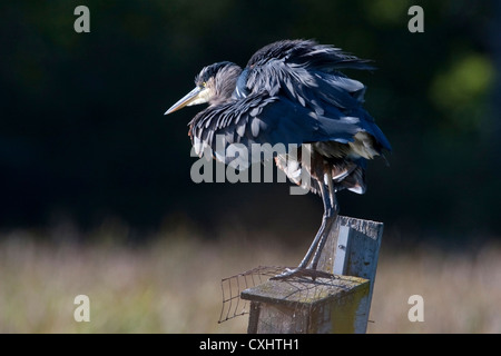 Great Blue Heron (Ardea Herodias) putzen auf einen Nistkasten am Buttertubs Marsh, Nanaimo, BC, Kanada & auf der Suche nach Fischen im See Stockfoto