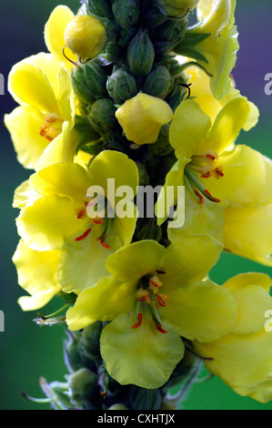 Verbascum Blattaria Motte Königskerze gelbe Blüte Blüte Closeup Blumenblüten hellgelb Pastell Stauden groß spike Stockfoto