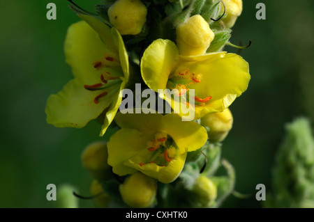 Verbascum Blattaria Motte Königskerze gelbe Blüte Blüte Closeup Blumenblüten hellgelb Pastell Stauden groß spike Stockfoto