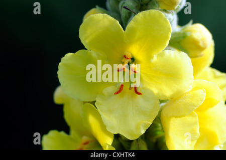 Verbascum Blattaria Motte Königskerze gelbe Blüte Blüte Closeup Blumenblüten hellgelb Pastell Stauden groß spike Stockfoto