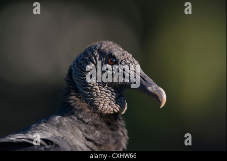 Eine schwarze Geier, gelegen an den Ufern des Flusses Haines Creek Lake County Leesburg, Florida USA Stockfoto