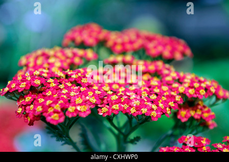 Achillea Millefolium Walther Funcke rote gelbe Schafgarbe Blume Blüte Blüte krautige mehrjährige Sommerblüher Stockfoto