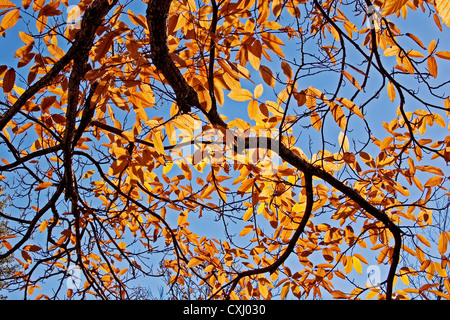 Kastanie Blätter im Herbst Hojas de Castaño de otoño Stockfoto