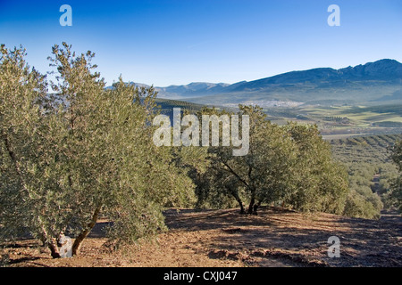 Olivenhain Antequera Malaga Andalusien Spanien Campo de Olivos Comarca de Antequera Malaga Andalusien España Stockfoto