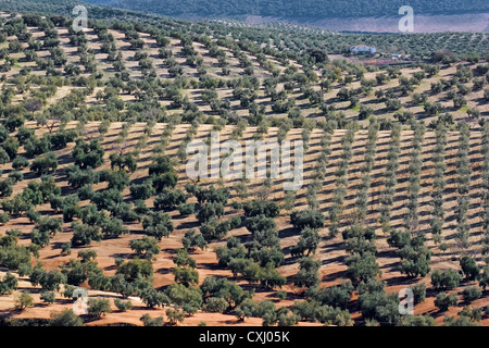 Olivenhain Antequera Malaga Andalusien Spanien Campo de Olivos Comarca de Antequera Malaga Andalusien España Stockfoto