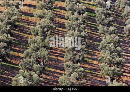 Olivenhain Antequera Malaga Andalusien Spanien Campo de Olivos Comarca de Antequera Malaga Andalusien España Stockfoto