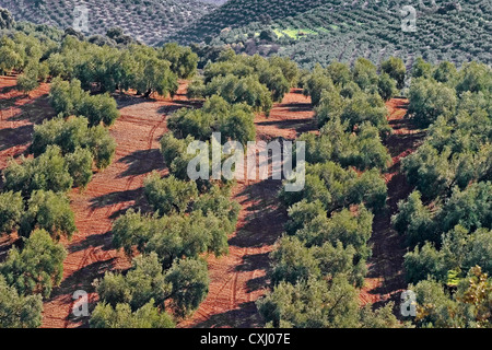 Olivenhain Antequera Malaga Andalusien Spanien Campo de Olivos Comarca de Antequera Malaga Andalusien España Stockfoto