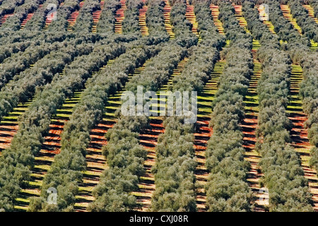 Olivenhain Antequera Malaga Andalusien Spanien Campo de Olivos Comarca de Antequera Malaga Andalusien España Stockfoto