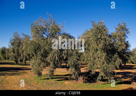 Olivenhain Antequera Malaga Andalusien Spanien Campo de Olivos Comarca de Antequera Malaga Andalusien España Stockfoto