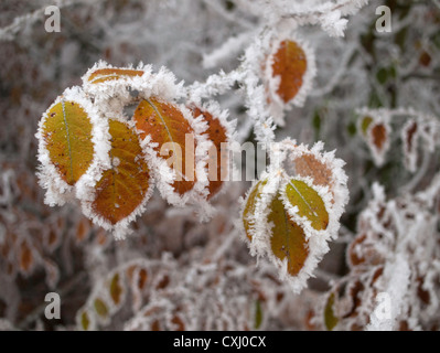 Carpinus Betulus (Europäische oder gemeinsame Hainbuche) Stockfoto