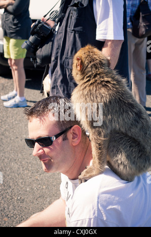 Nahaufnahme des touristischen Mann und Berberaffe Affen auf dem Felsen von Gibraltar. Stockfoto