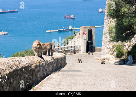 Berberaffen und Straße oben auf den Felsen von Gibraltar. Stockfoto