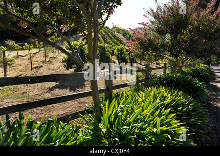 Benziger-Familie Weingut über San Francisco Stockfoto