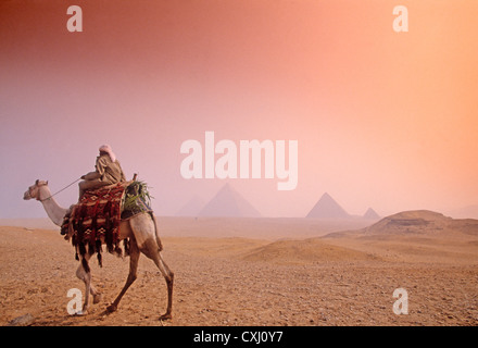 Kamel und Pyramiden von Gizeh Kairo Ägypten Camello Frente ein Las Piramides de Gizeh el Cairo ägyptisch Stockfoto