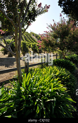 Benziger-Familie Weingut über San Francisco Stockfoto