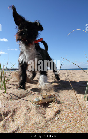 Mischling Hund an einem Strand Knurren aufgeregt an eine tote Krabbe Stockfoto