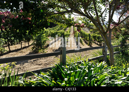 Benziger-Familie Weingut über San Francisco Stockfoto