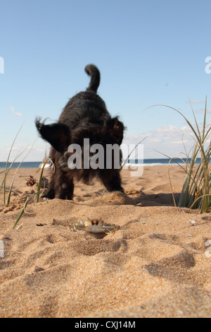 Mischling Hund an einem Strand Knurren aufgeregt an eine tote Krabbe Stockfoto