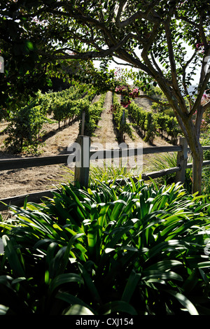 Benziger-Familie Weingut über San Francisco Stockfoto