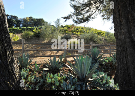 Benziger-Familie Weingut über San Francisco Stockfoto