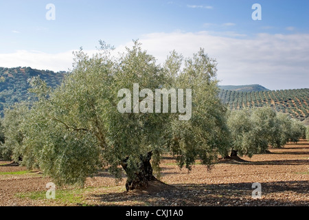 Olivenhain Antequera Malaga Andalusien Spanien Campo de Olivos de la Comarca de Antequera Malaga Andalusien españa Stockfoto