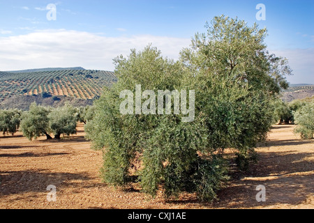 Olivenhain Antequera Malaga Andalusien Spanien Campo de Olivos de la Comarca de Antequera Malaga Andalusien españa Stockfoto