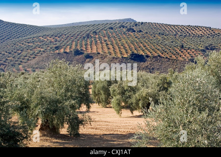 Olivenhain Antequera Malaga Andalusien Spanien Campo de Olivos de la Comarca de Antequera Malaga Andalusien españa Stockfoto