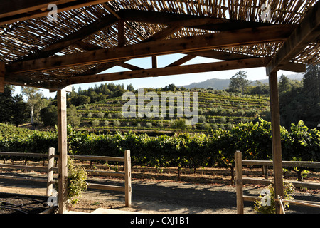 Benziger-Familie Weingut über San Francisco Stockfoto