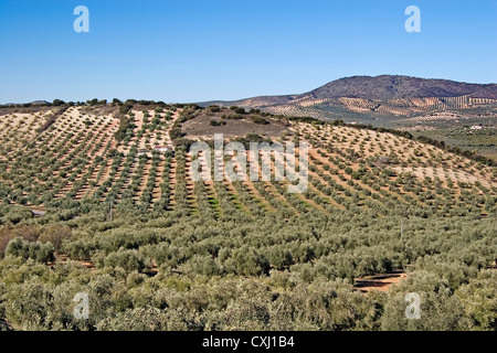 Olivenhain Antequera Malaga Andalusien Spanien Campo de Olivos de la Comarca de Antequera Malaga Andalusien españa Stockfoto