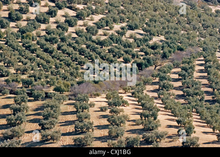 Olivenhain Antequera Malaga Andalusien Spanien Campo de Olivos de la Comarca de Antequera Malaga Andalusien españa Stockfoto