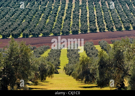 Olivenhain Antequera Malaga Andalusien Spanien Campo de Olivos de la Comarca de Antequera Malaga Andalusien españa Stockfoto