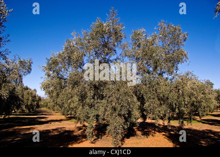 Olivenhain Antequera Malaga Andalusien Spanien Campo de Olivos de la Comarca de Antequera Malaga Andalusien españa Stockfoto