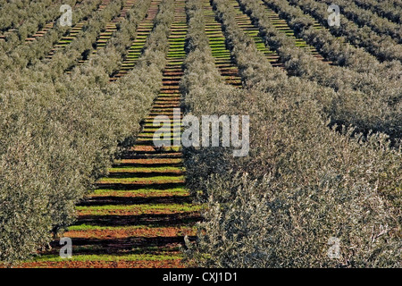 Olivenhain Antequera Malaga Andalusien Spanien Campo de Olivos de la Comarca de Antequera Malaga Andalusien españa Stockfoto