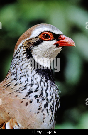 Red-legged Partridge. Alectoris Rufa. Andalusien, Spanien Europa Stockfoto