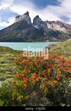 Elk198-4491v Chile, Patagonien, Torres del Paine NP, Lago Nordenskjold mit Cuernos Massivs, Anden Stockfoto