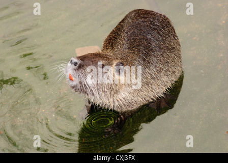 wilde Tiere Nutria Ratte hautnah Stockfoto