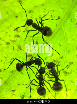 Ameise auf grünes Blatt Stockfoto