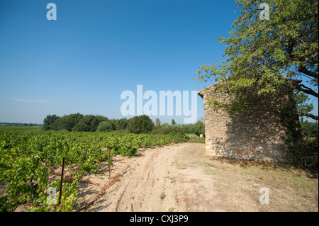 Weinberge in der Nähe von Gigondas in den Côtes du Rhône, Südfrankreich Stockfoto