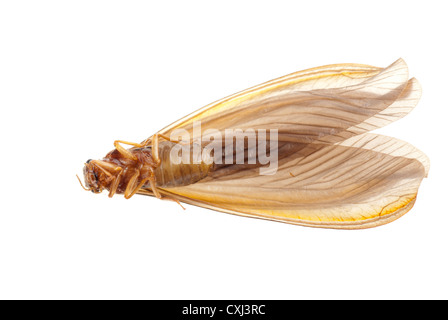 Insekt Termite weißen Ameise Stockfoto