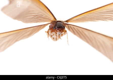 Insekt Termite weißen Ameise Stockfoto