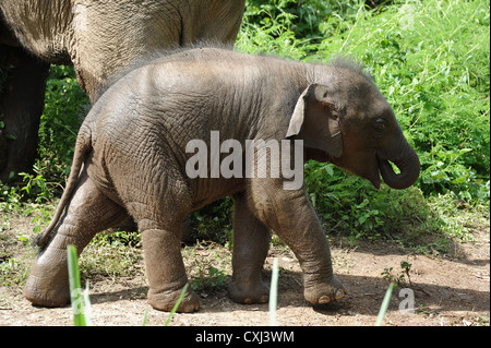 Elefanten leben in Elephant Conservation Center, Sayaboury, Laos. Stockfoto